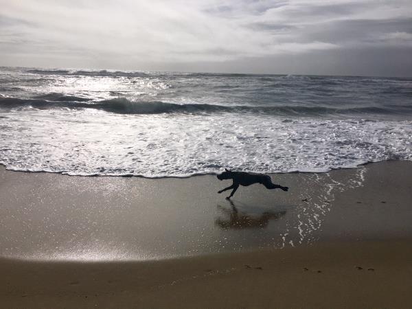 /Images/uploads/Southeast German Shorthaired Pointer Rescue/segspcalendarcontest2018/entries/9005thumb.jpg